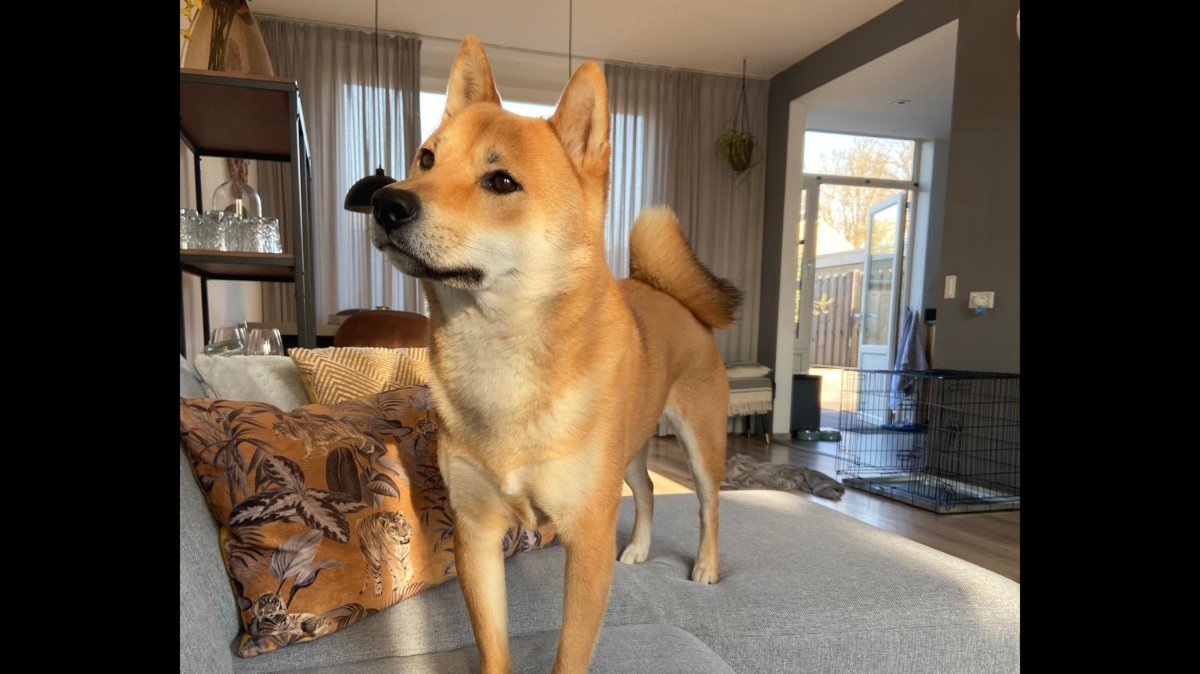 Simba