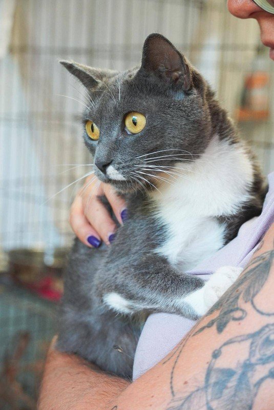 Perla