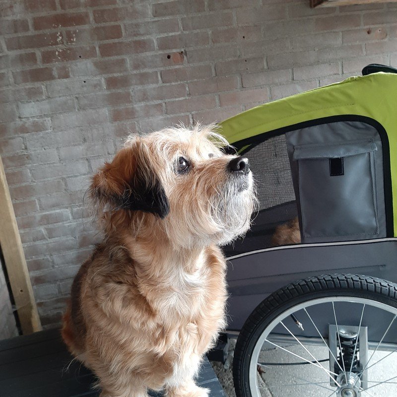 Tessie