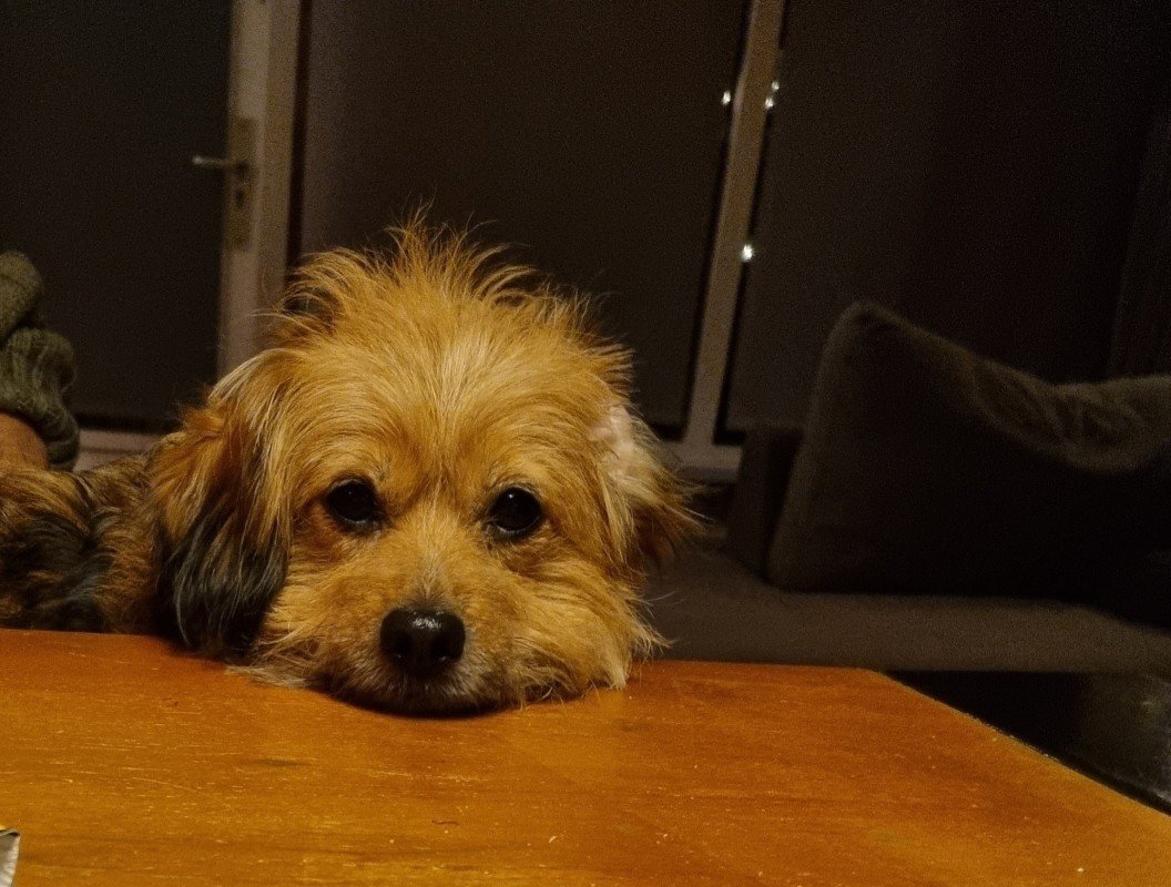 Tessie