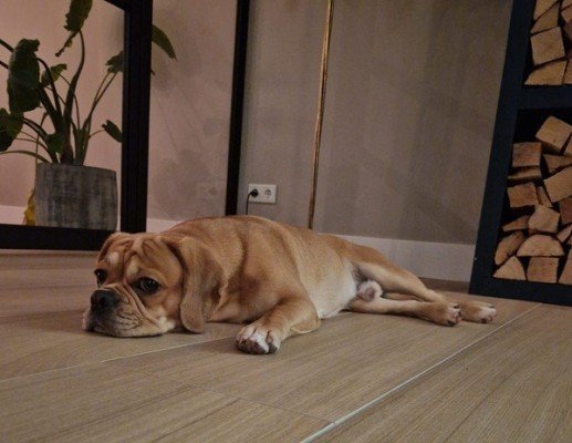 Baco