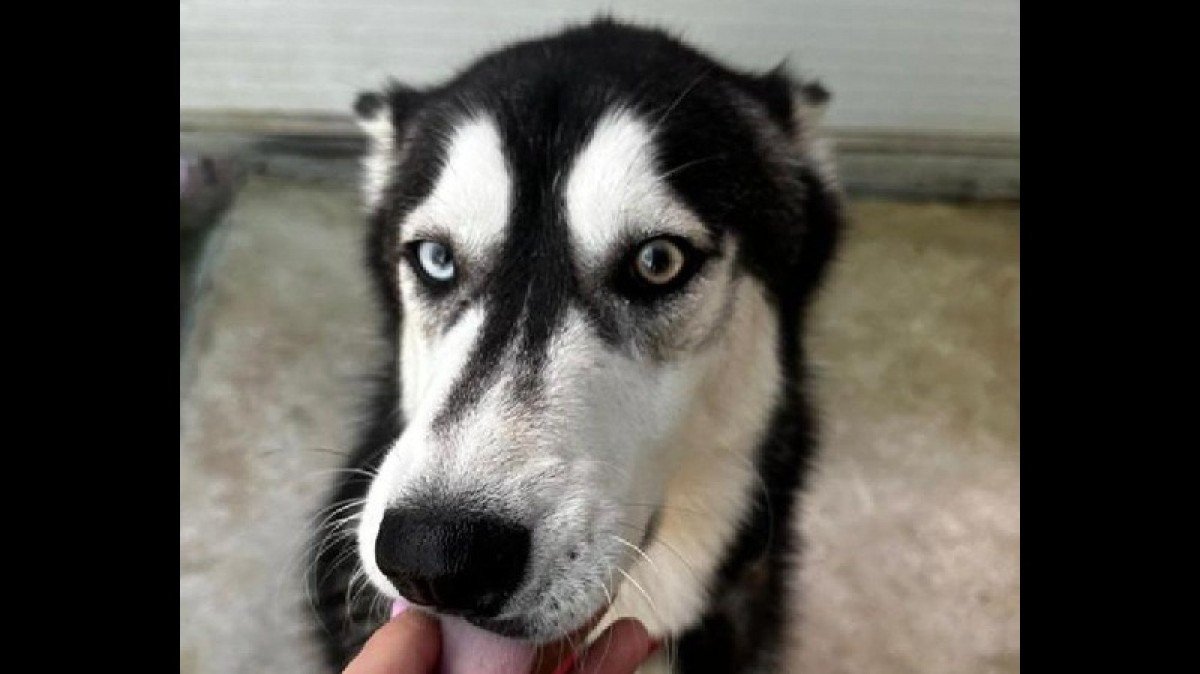 Dylan