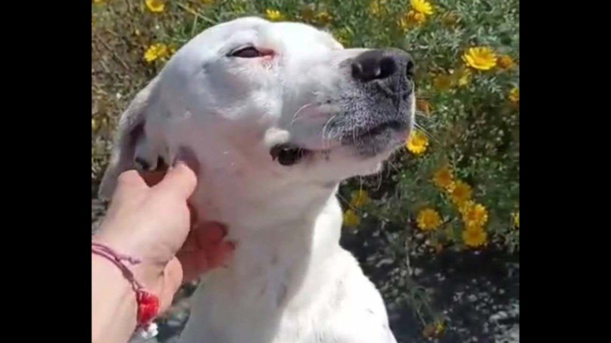 Pongo