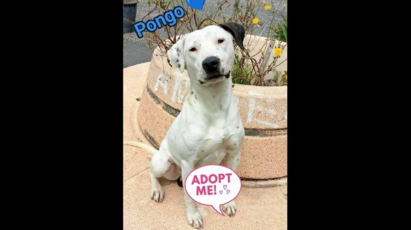 Pongo