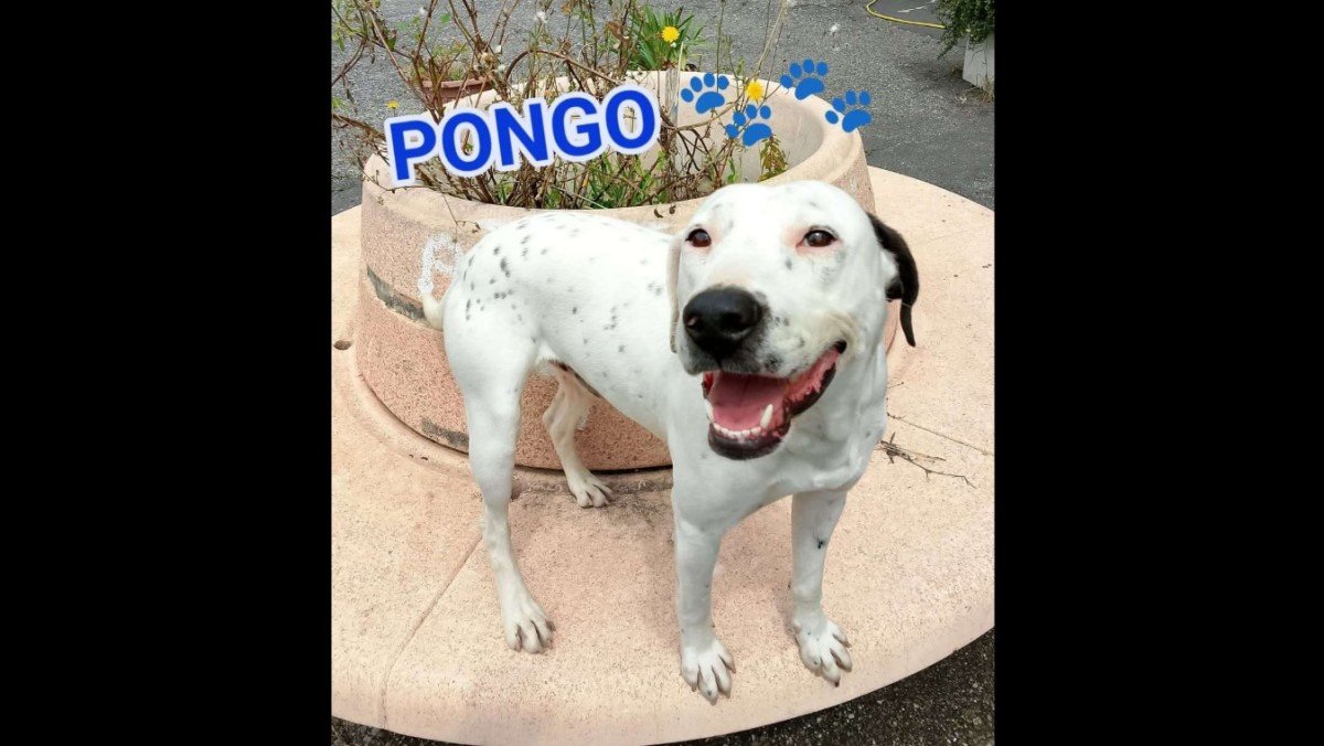 Pongo