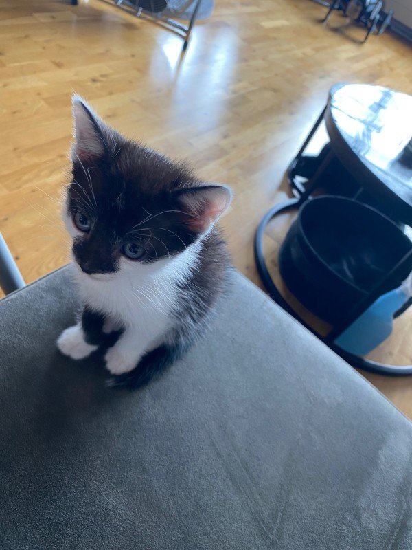 Olaf