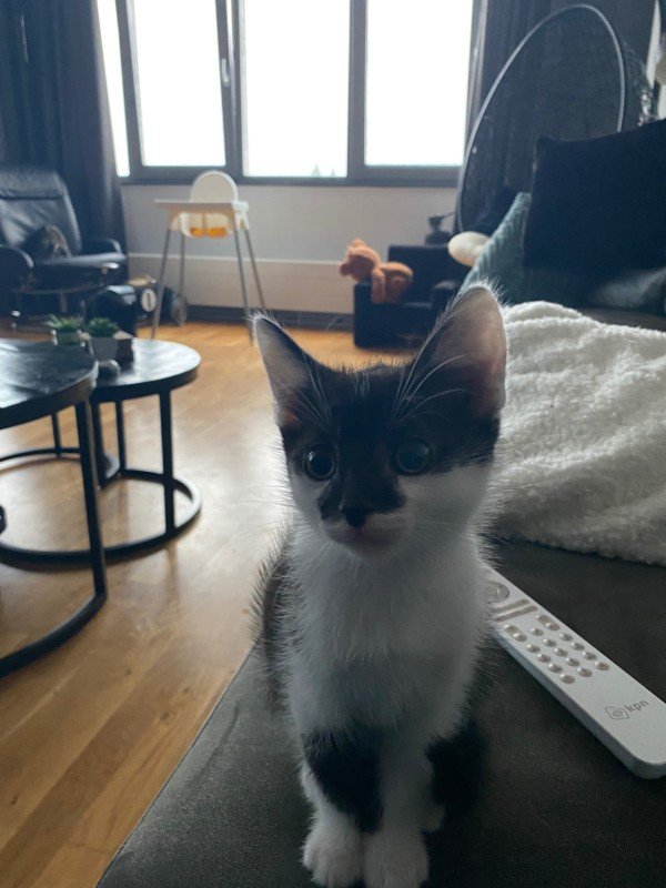 Olaf