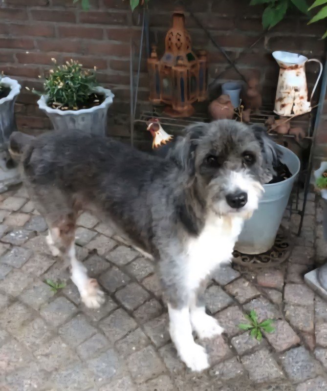 Bonita