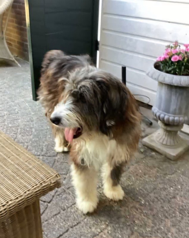 Bonita