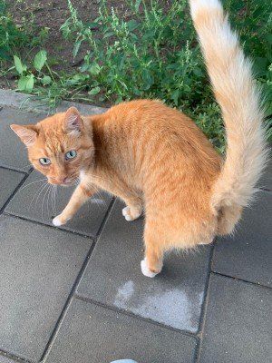 Ginger