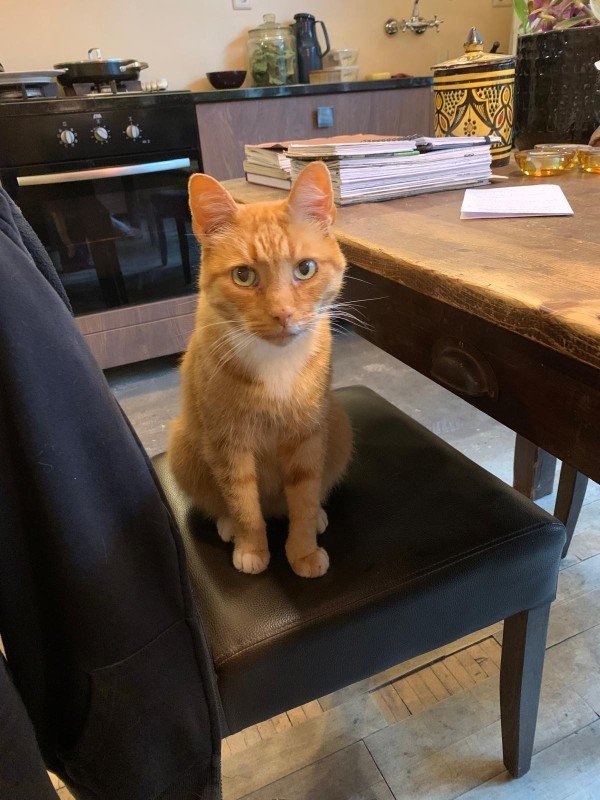 Ginger