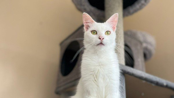 Snowbell