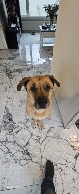 Oso