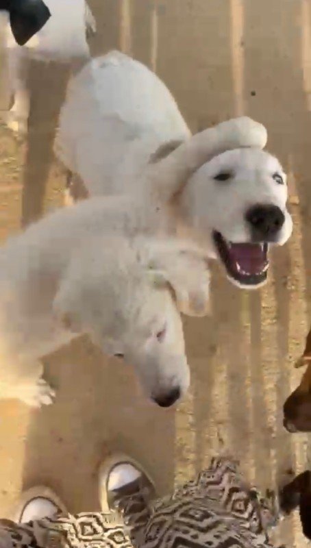 Toto