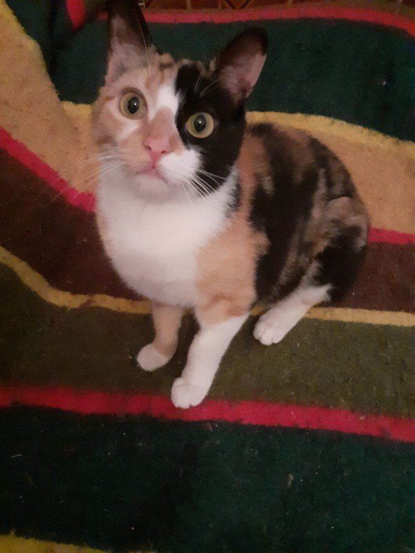 Susan