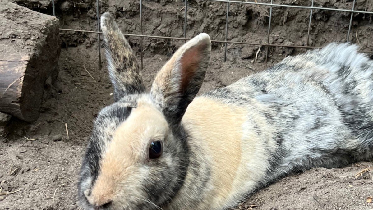 Pip
