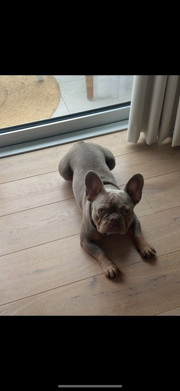 Dirkie