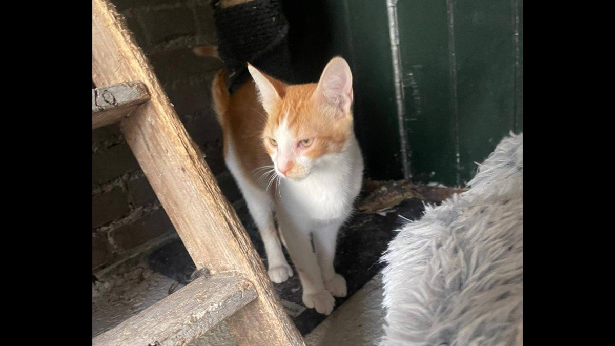 Nick