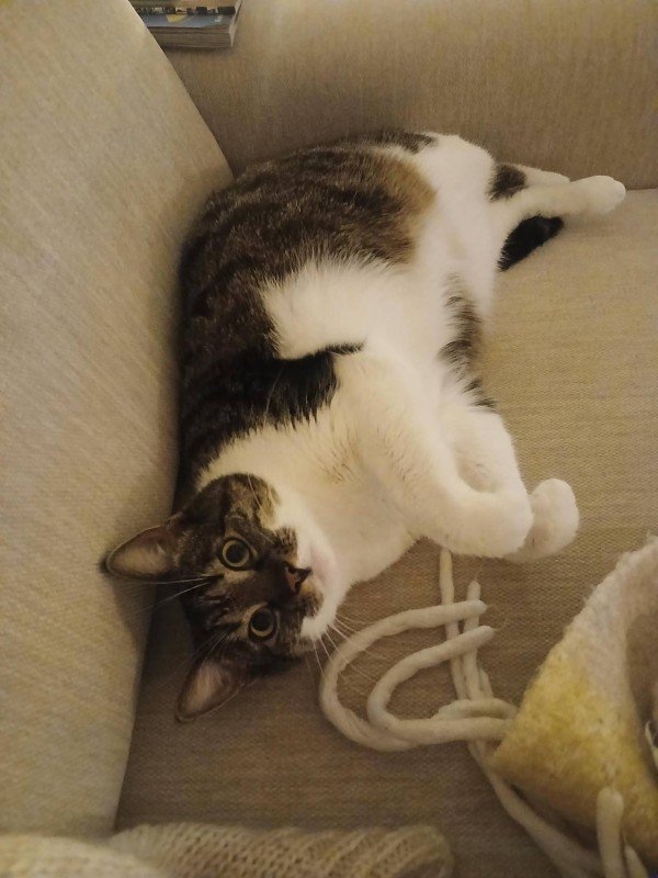 Mikki