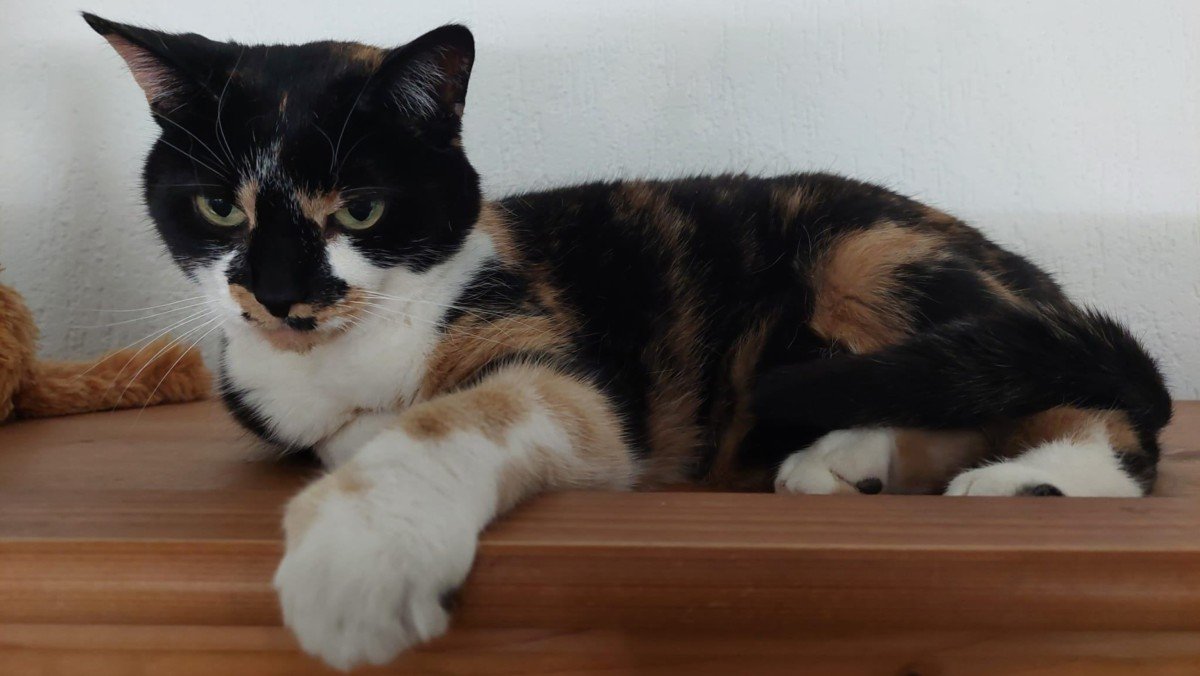 *SPOED* Mexie