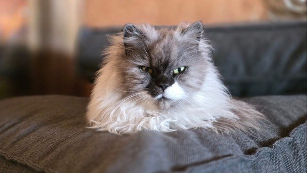 Lola