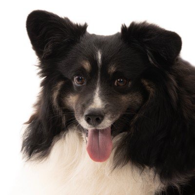Buddy