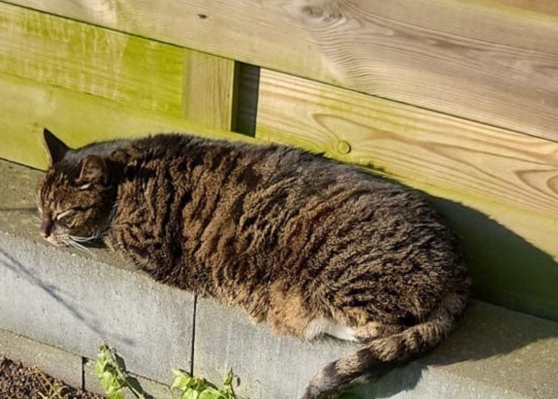 Garfield