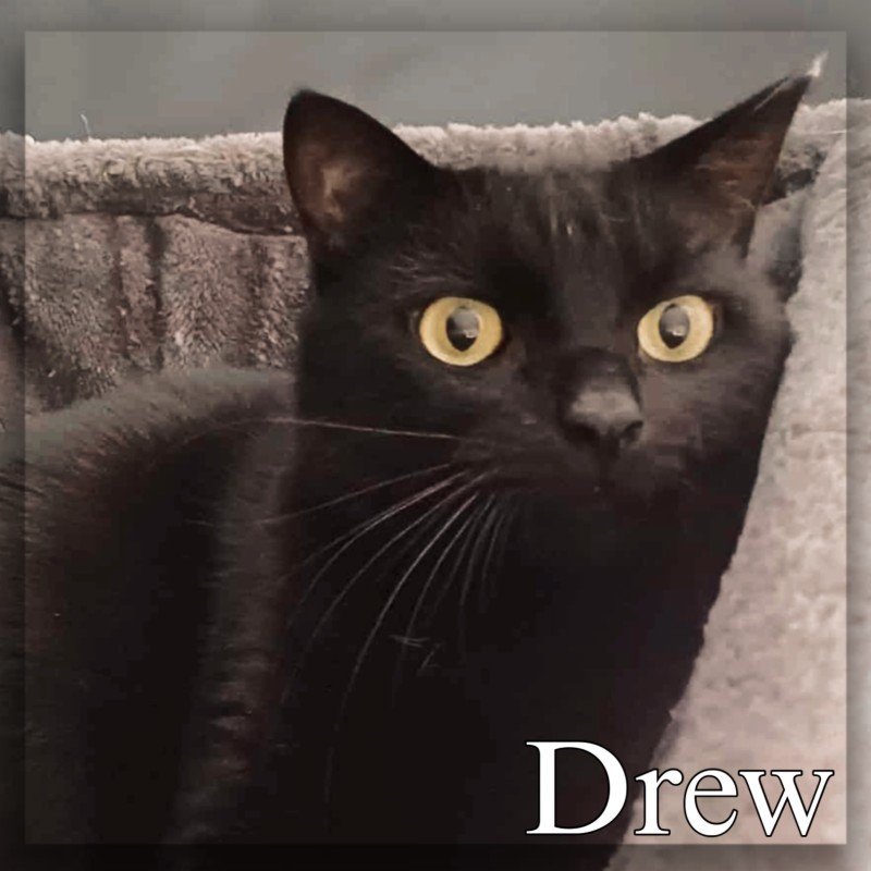 Drew