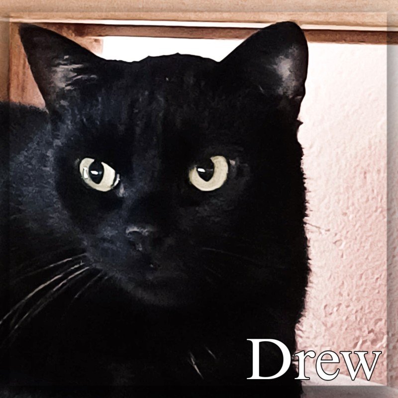 Drew