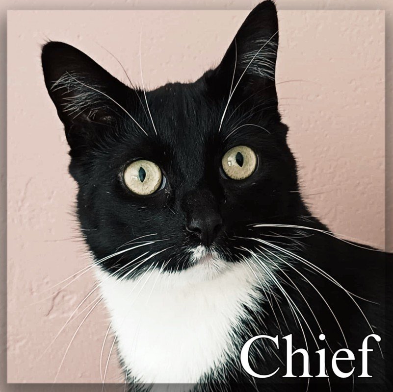 Chief