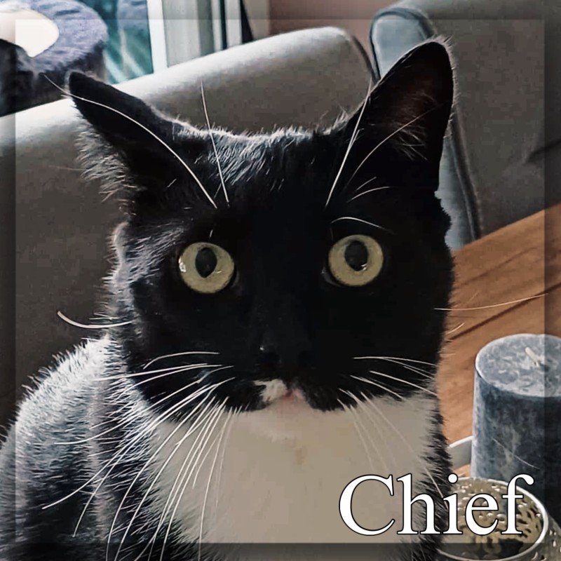 Chief