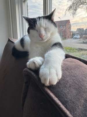 Lampje