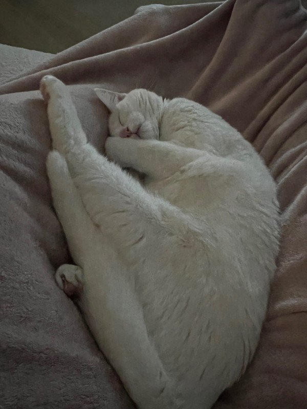 Zya