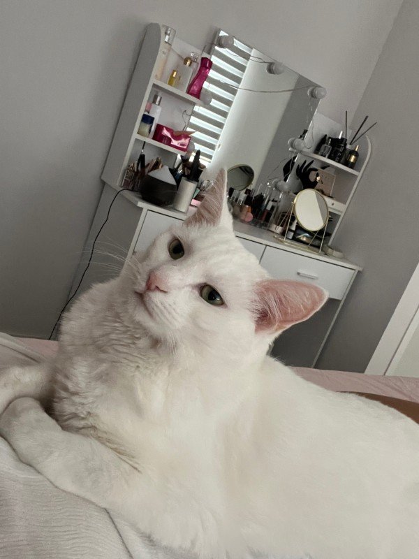 Zya