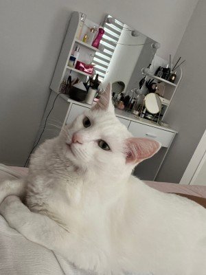 Zya