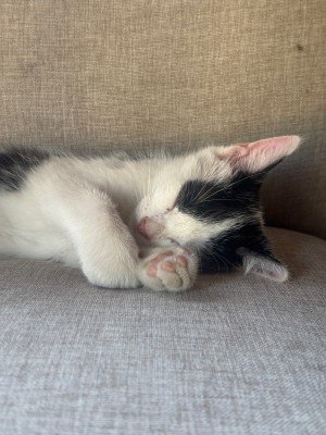 Coco