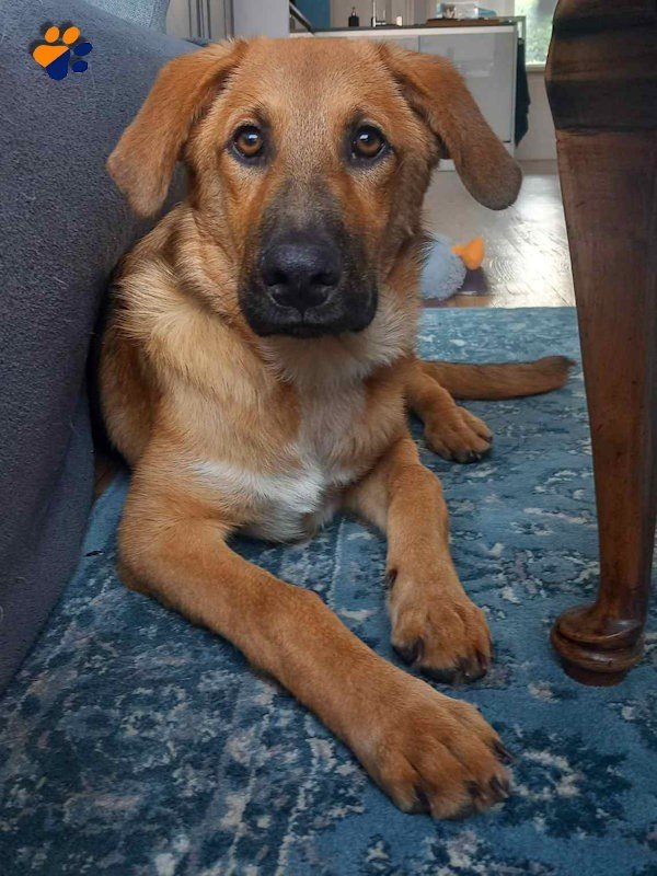 Benji