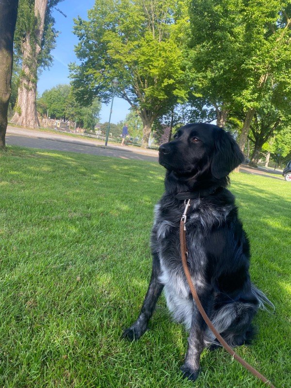 Loetje