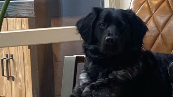 Loetje