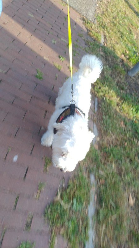 Buddy