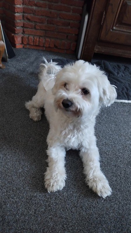 Buddy