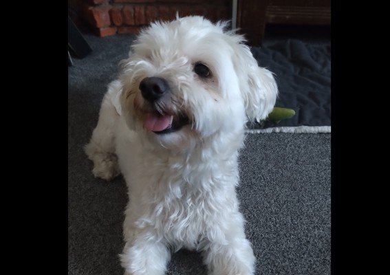 Buddy