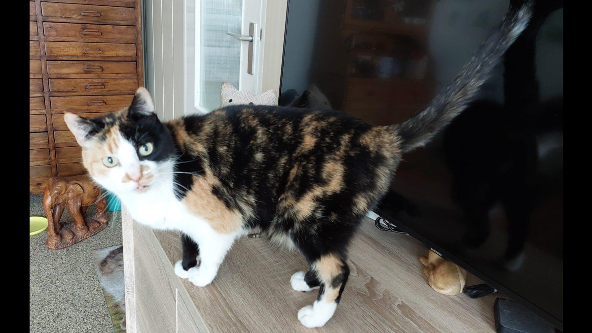 *SPOED* Krieltje