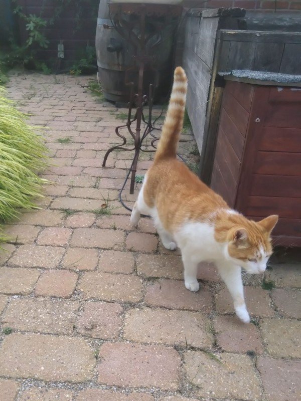 Olivier