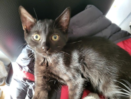Blacky