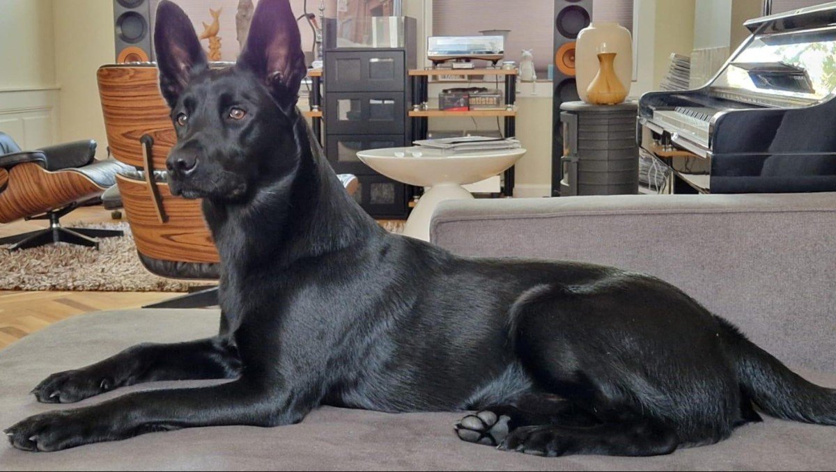 Bodi