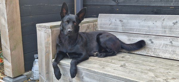 Bodi