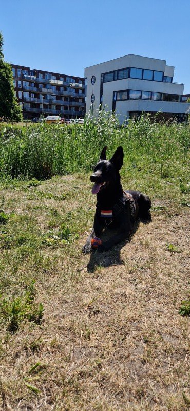 Bodi