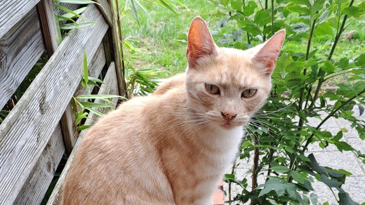 Askim