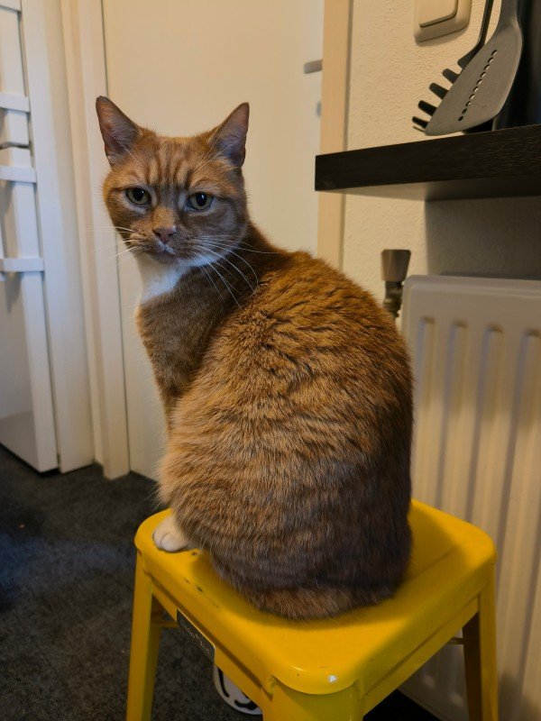 Simon